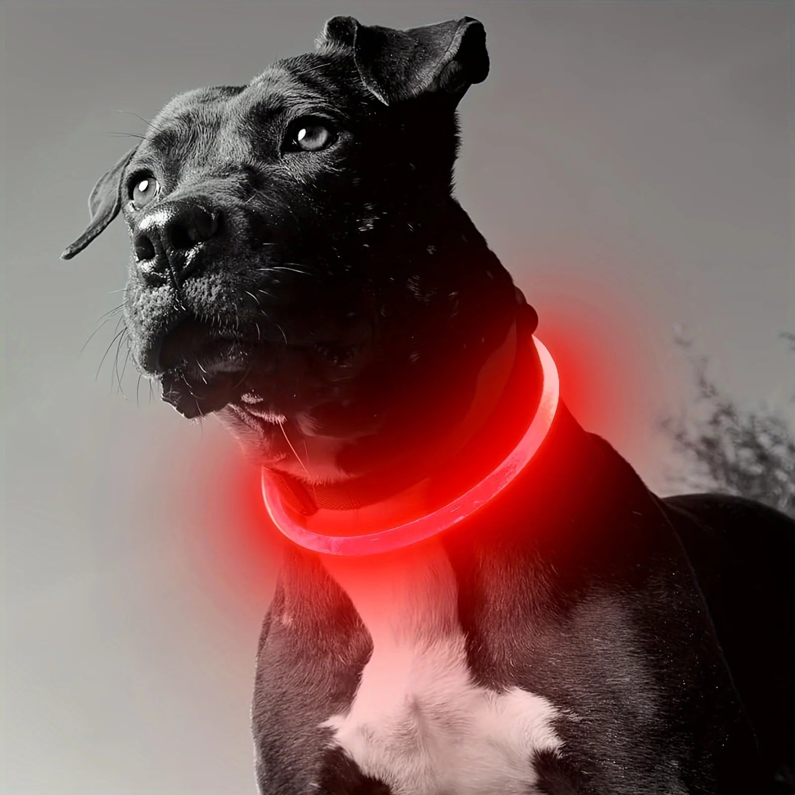 Nylon-Hundehalsband 🐾
