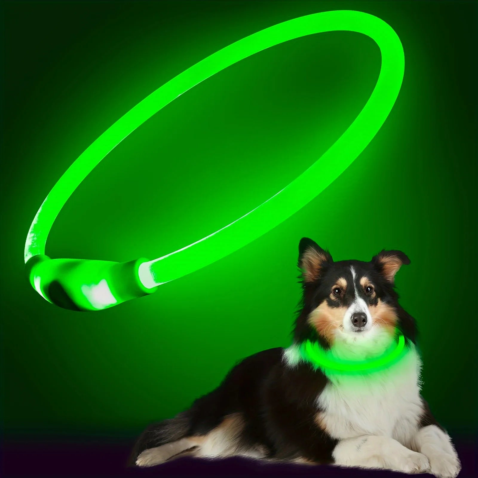 Nylon-Hundehalsband 🐾
