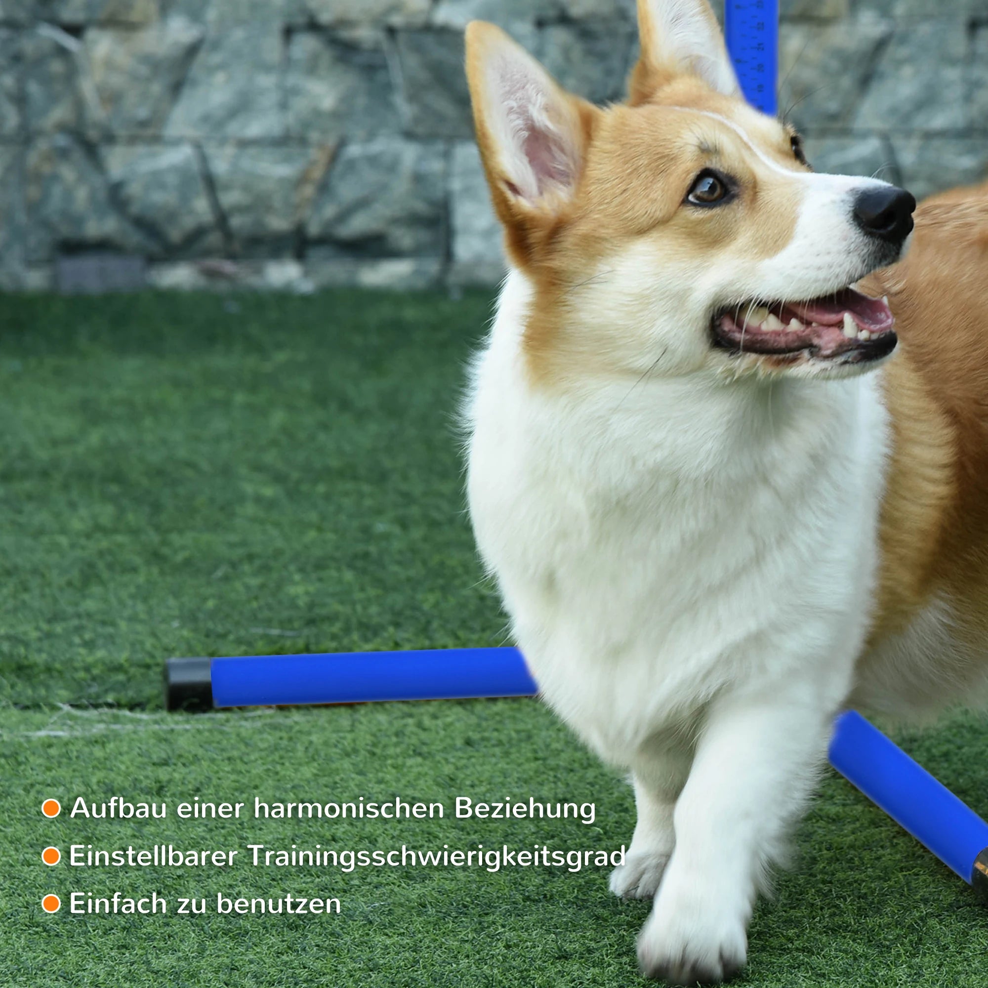 PawHut Agility Trainingsset
